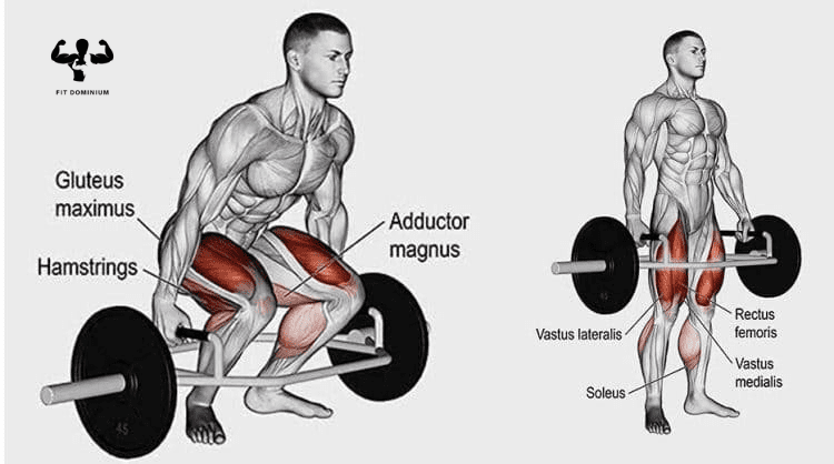 Top 7 Trap Bar Deadlift Muscles Used | FitDominium
