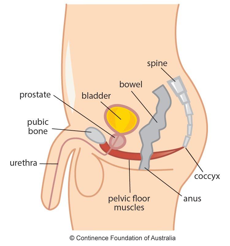 Male Pelvic Floor | Exercises | Continence Foundation of Australia