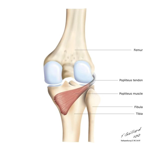 popliteus-fonksiyonu-1613425408